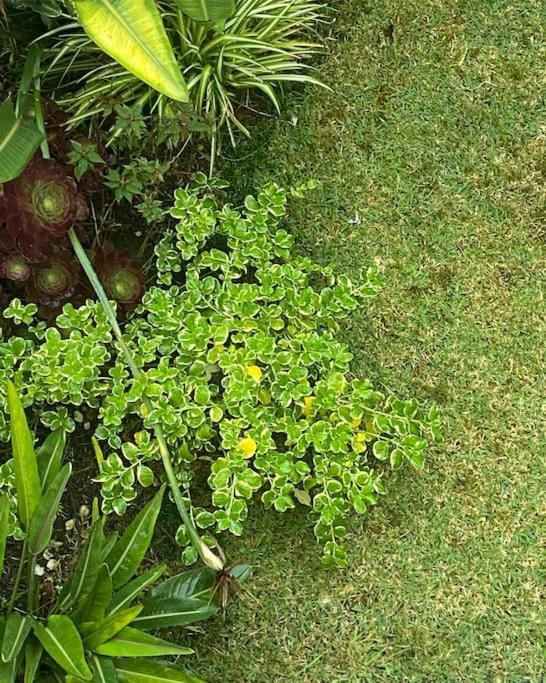 فيلا Casa Raiz Ponta Delgada المظهر الخارجي الصورة